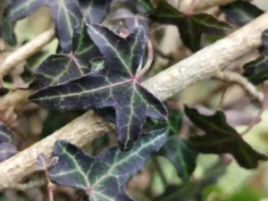 <em>Hedera helix</em> &lsquo;Typ Von Helensburgh&rsquo;