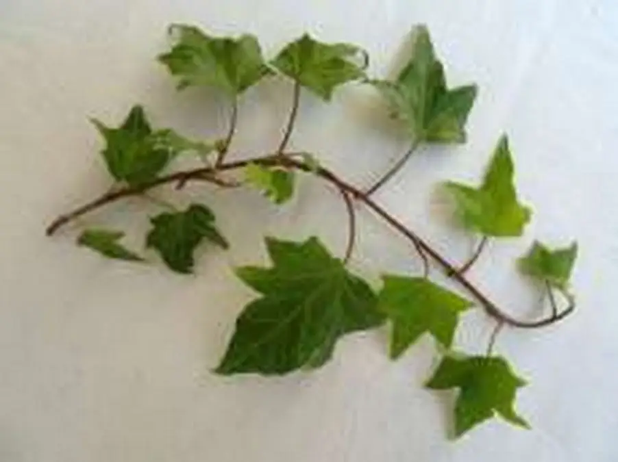 Hedera helix 'Vitis'- Lierre d'ornement – Image 2
