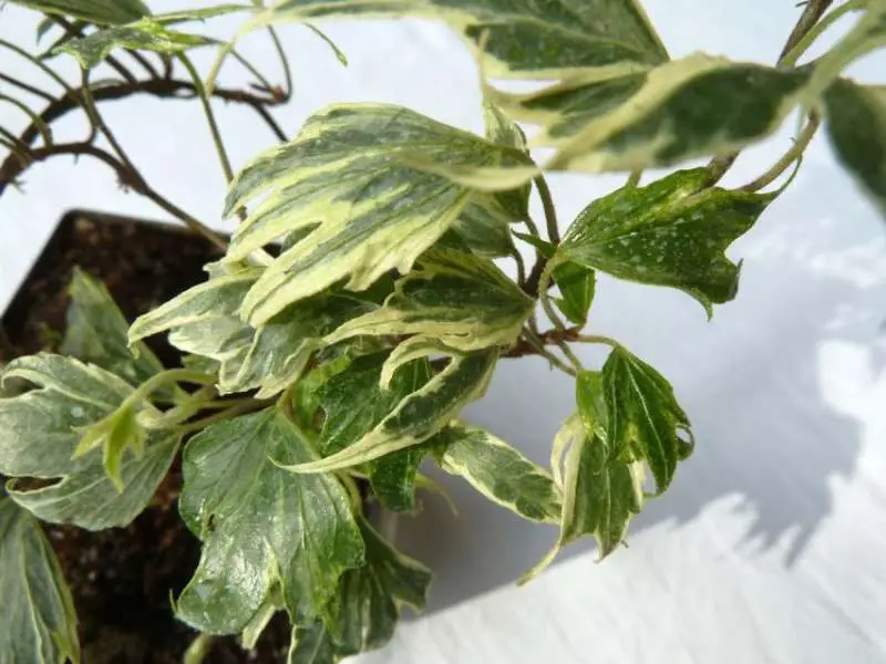Hedera helix 'White ripple'