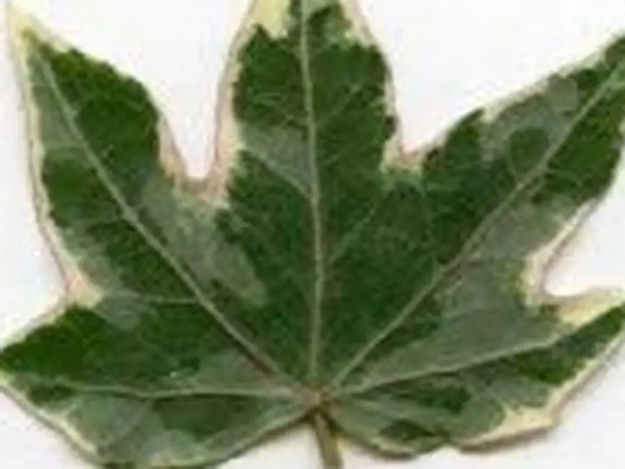 Hedera helix 'White Ripple'