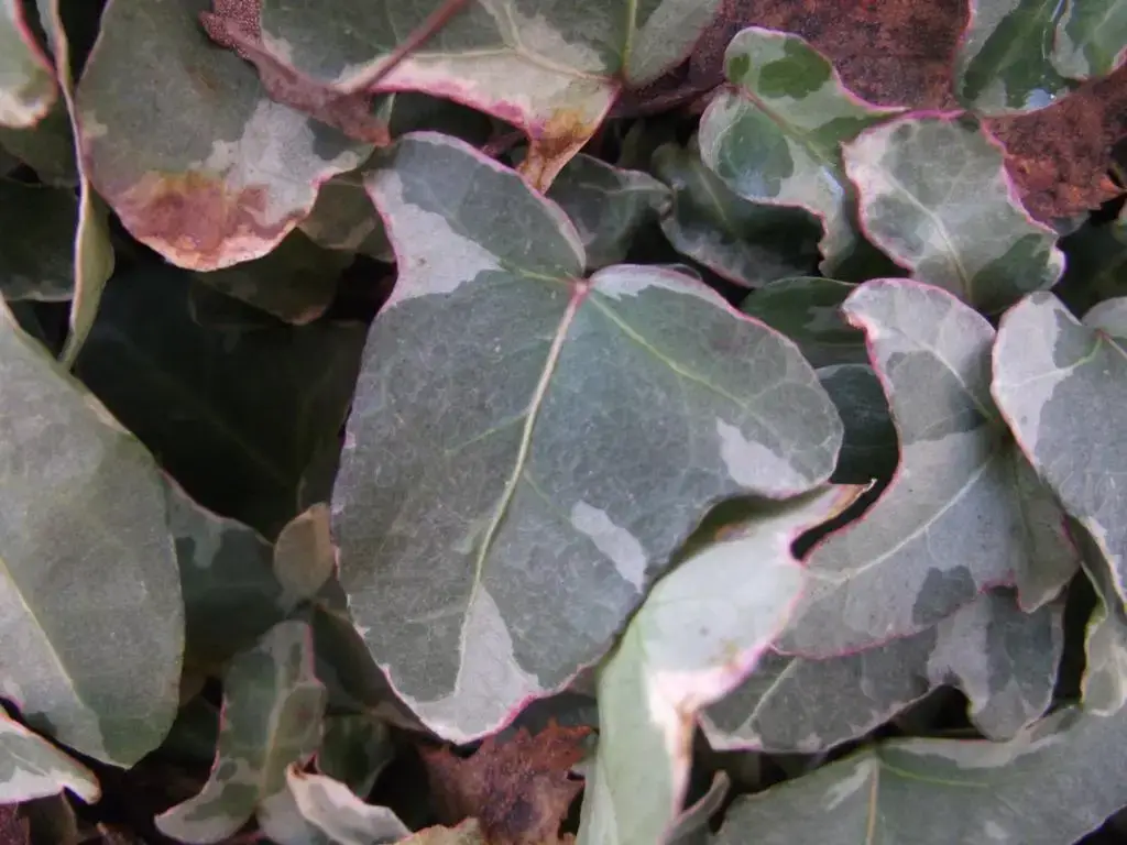 Hedera helix 'William Kennedy'