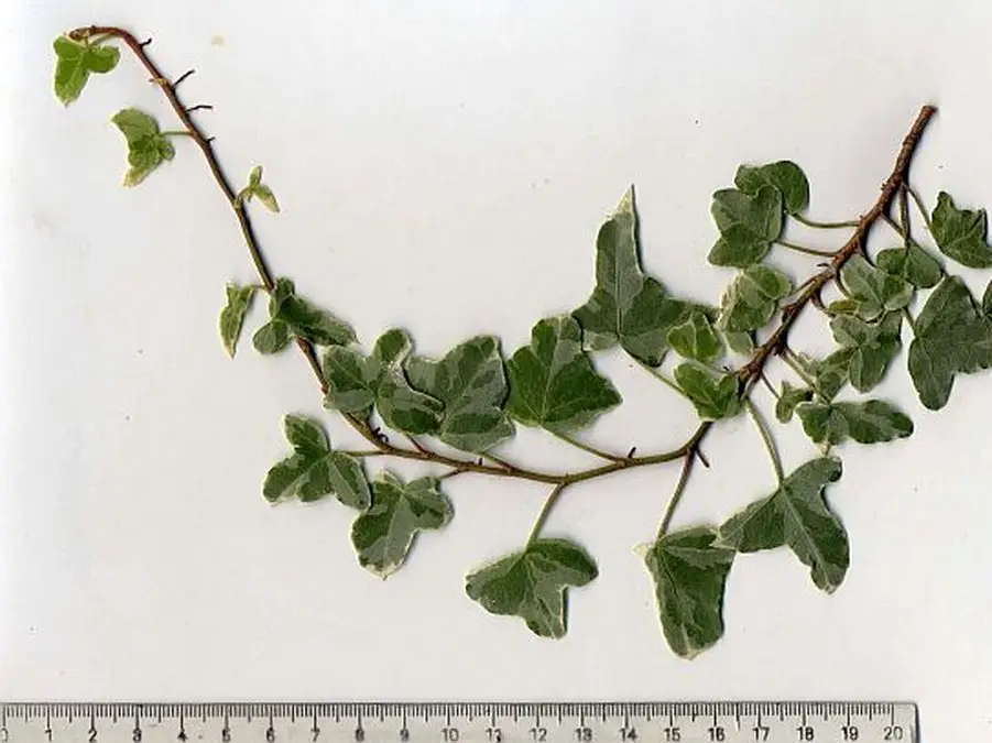 Hedera helix ‘William Kennedy’