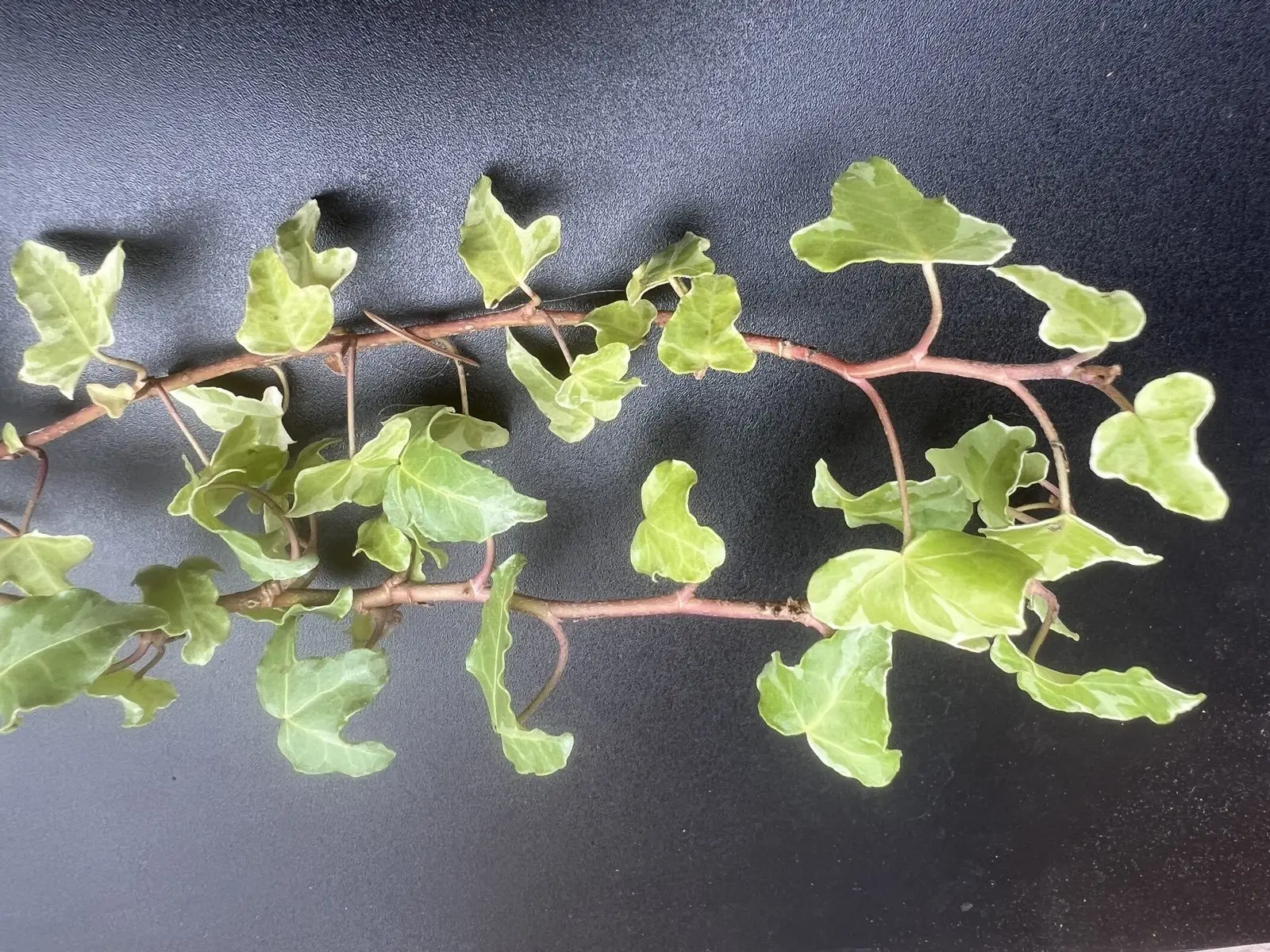 Hedera helix 'William Kennedy'- Lierre d'ornement - Afbeelding 3