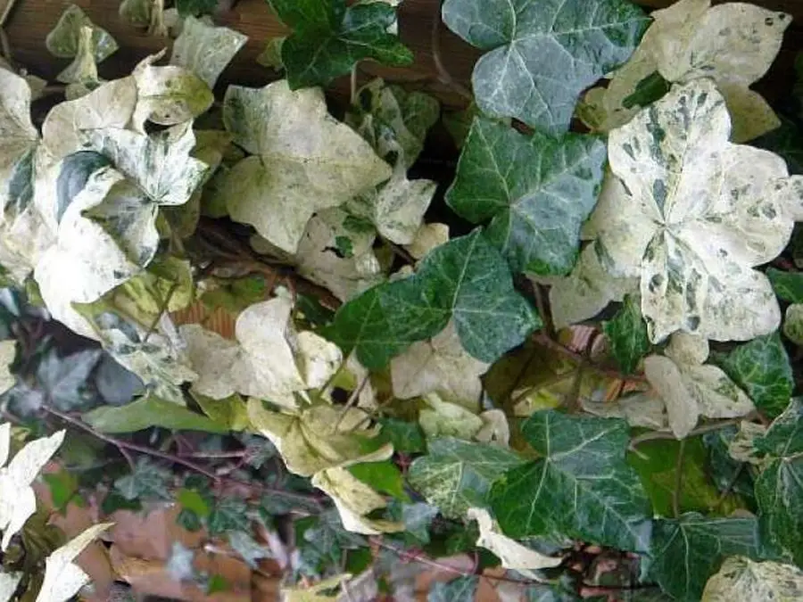 Hedera hibernica 'Rona'