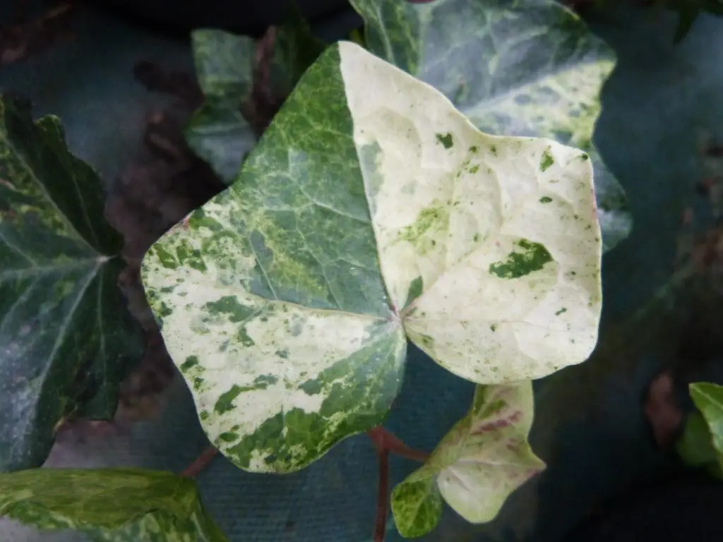 Hedera hibernica 'Rona'
