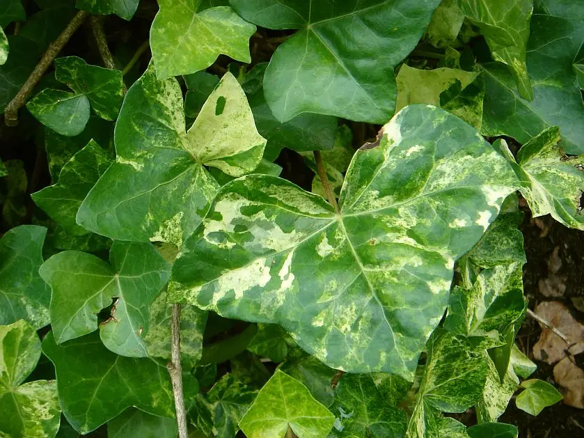 Hedera hibernica 'Rona'