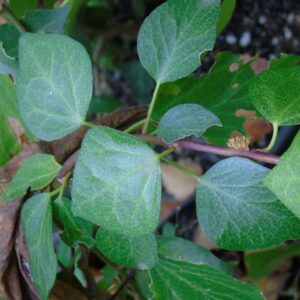 Hedera iberica ‘Aracena’ semi arborescent