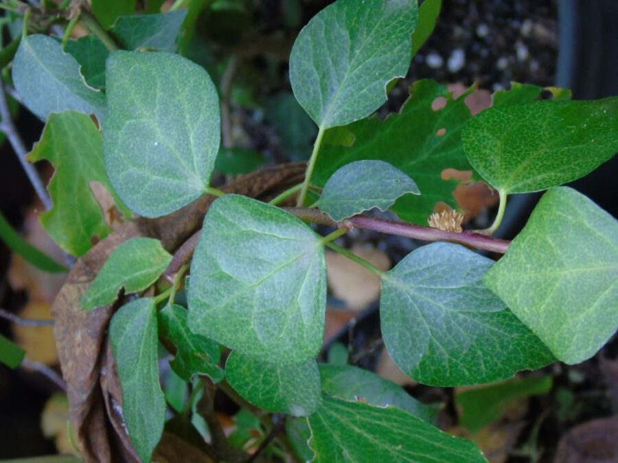Hedera iberica ‘Aracena’ semi arborescent