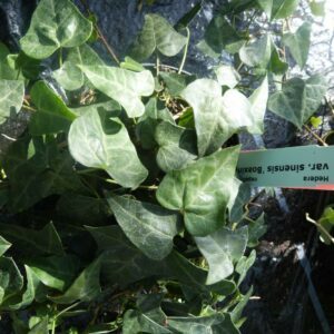 Hedera nepalensis ‘Boaxing Star’