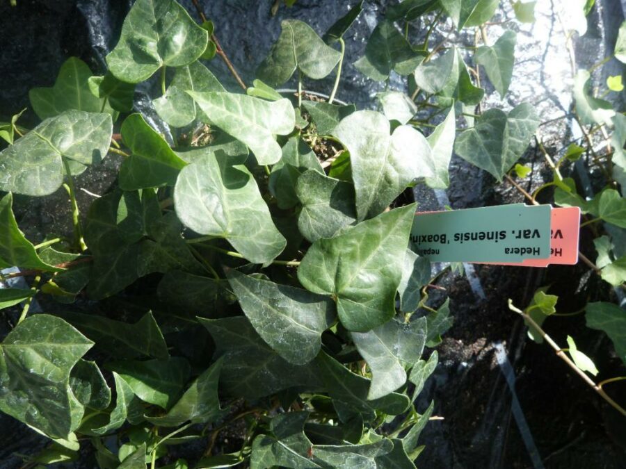 Hedera nepalensis &#039;Boaxing Star