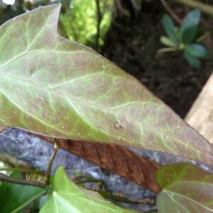 Hedera nepalensis ‘Roy Lancaster’