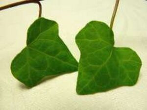 Hedera rhombea &#039;Pierot&#039; - Japanese ivy