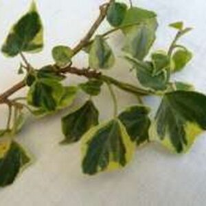Hedera rhombea ‘Submarginata Arborescens’