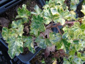 Hedera helix 'Ivalace Marbled'