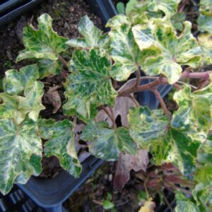 Hedera helix ‘Ivalace Marbled’