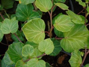 Hedera helix 'Small Deal' Mutation