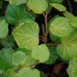 Hedera helix ‘Small Deal’ mutation