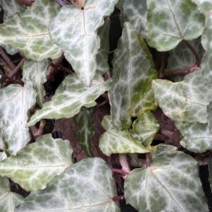Hedera cypria 'Silver Arrow' - Cyprus ivy