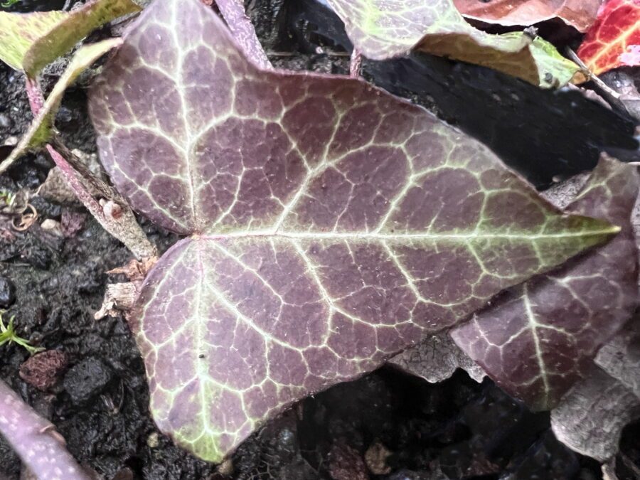 Hedera helix &#039;Anne So&#039; - ivy