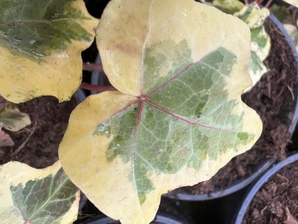 Hedera helix 'Nevers Golden Ingot' - Lierre d'ornement - Afbeelding 2