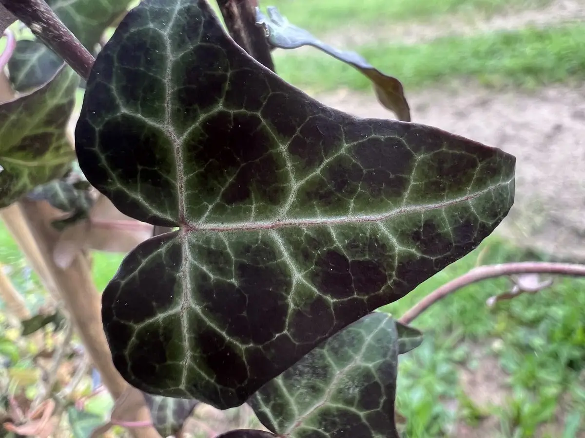 Hedera helix 'Pinocchio'