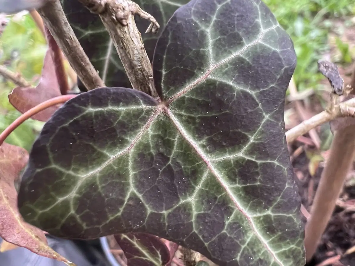 Hedera helix 'Pinocchio'