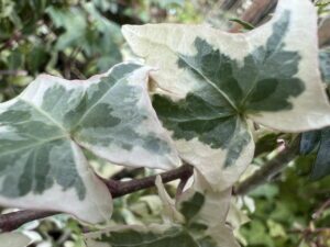 Hedera helix &#039;Silver King&#039;