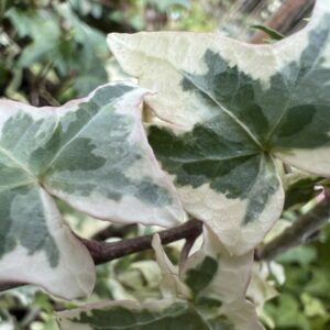 Hedera helix ‘Silver King’