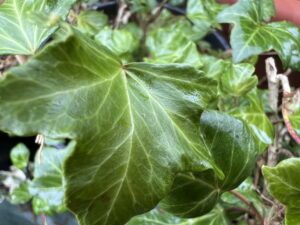 Hedera helix 'Touch of class' fasciation