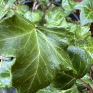 Hedera helix ‘Touch of class’ fasciation
