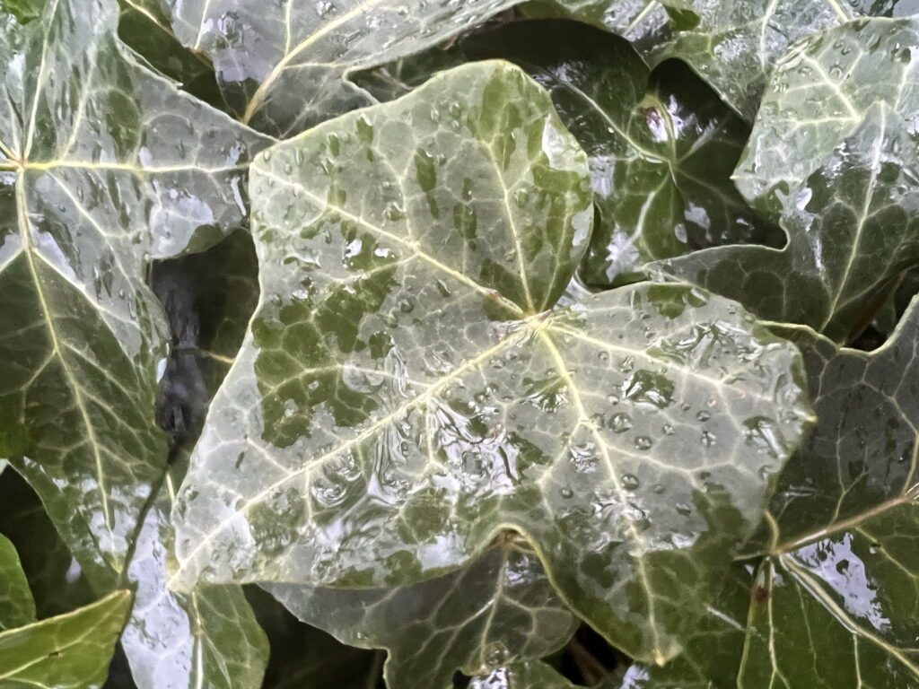 Hedera helix - English ivy or common ivy