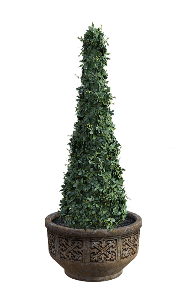 Topiary with ivy- Image by Vicki Hamilton from Pixabay