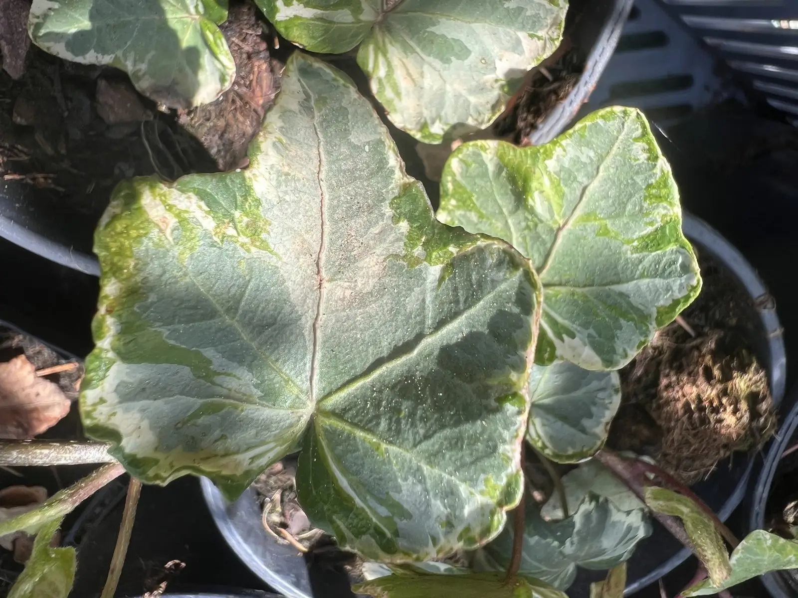 Hedera helix 'Pink Kolibri'