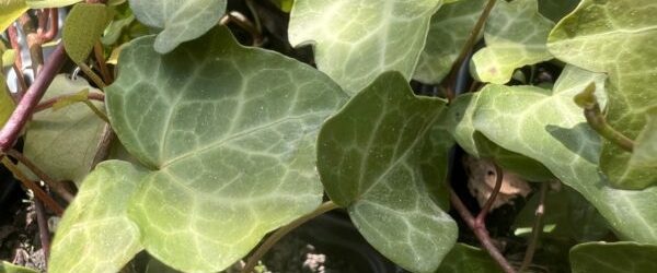 Read more about Japanese Ivy