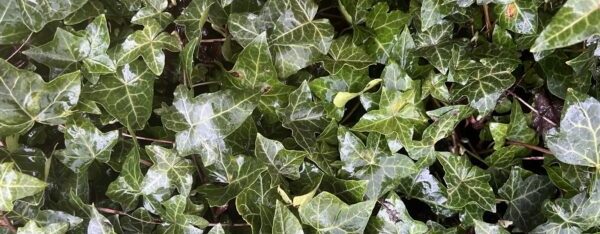 Read more about English ivy