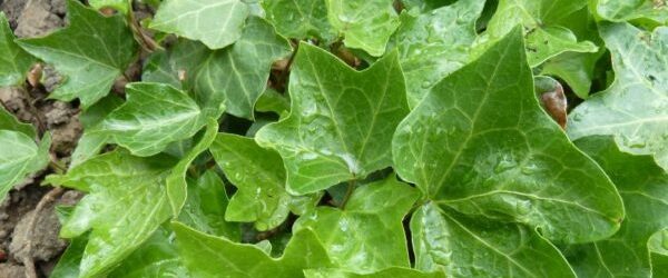 Read more about Irish Ivy