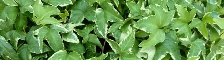 Hedera helix 'Bettina'