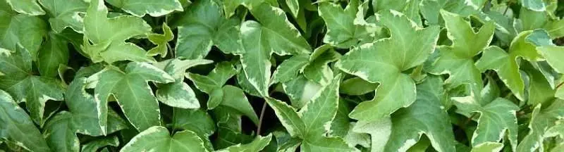 Lees meer over het artikel Comment planter vos lierres ?