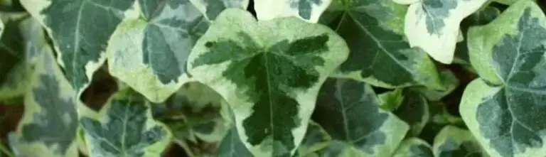 Hedera helix 'Chester'