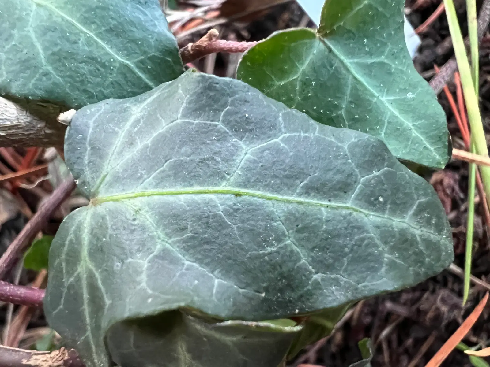 Hedera helix 'Gavres'