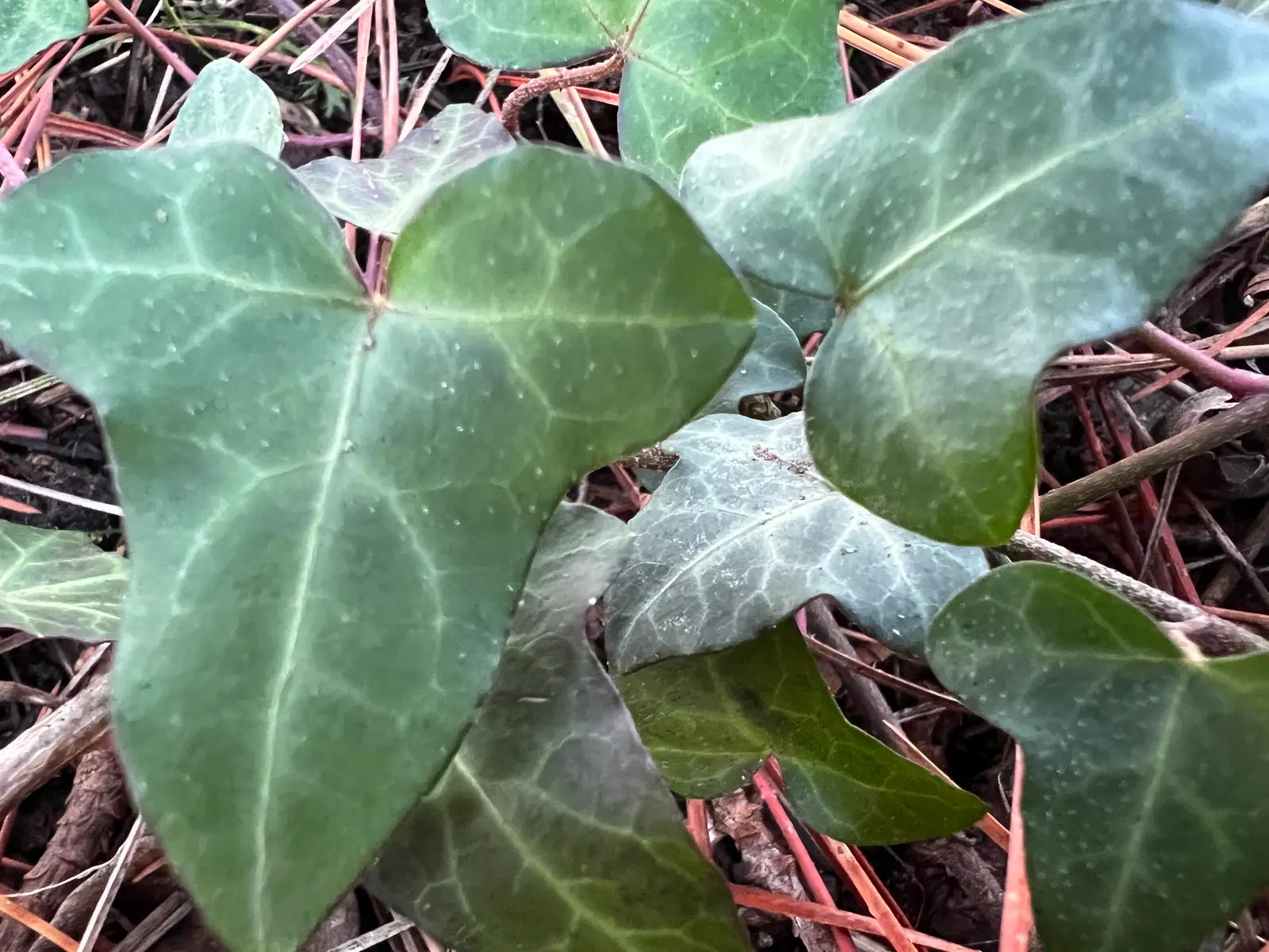 Hedera helix 'Gavres'