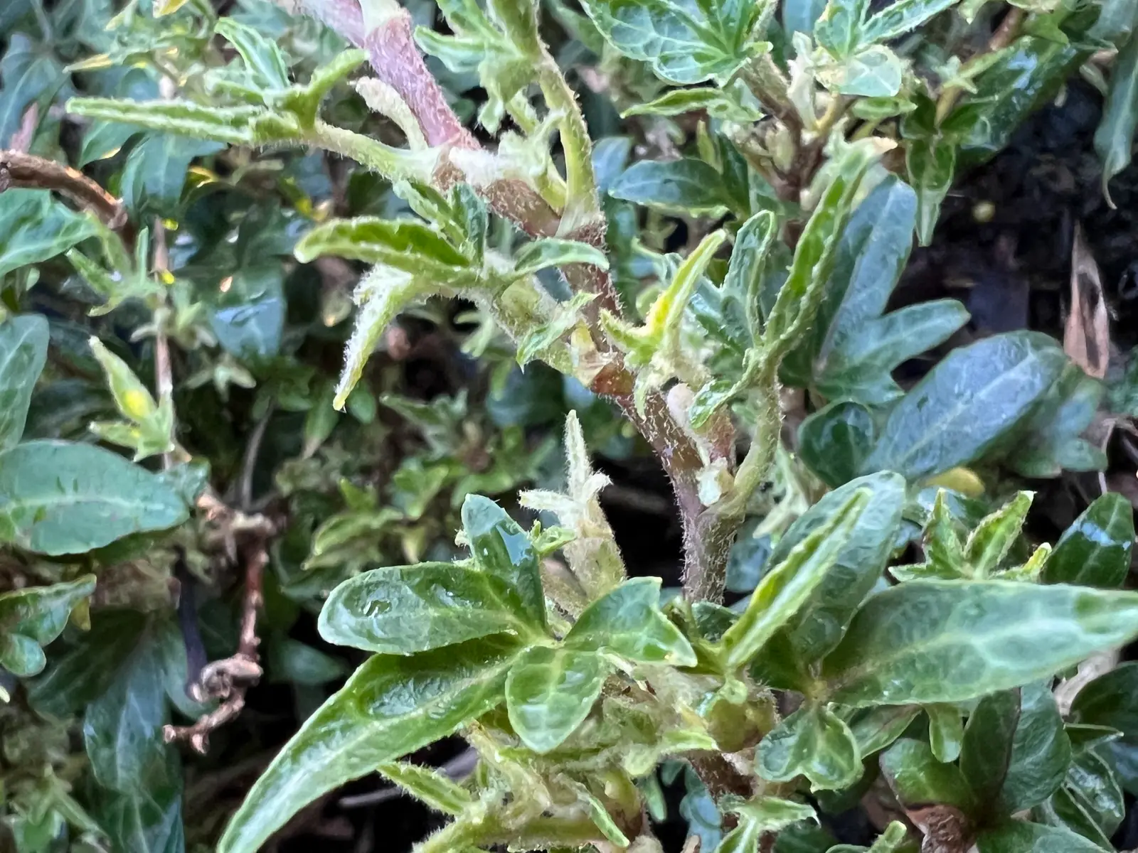 Hedera helix 'Green Feather'