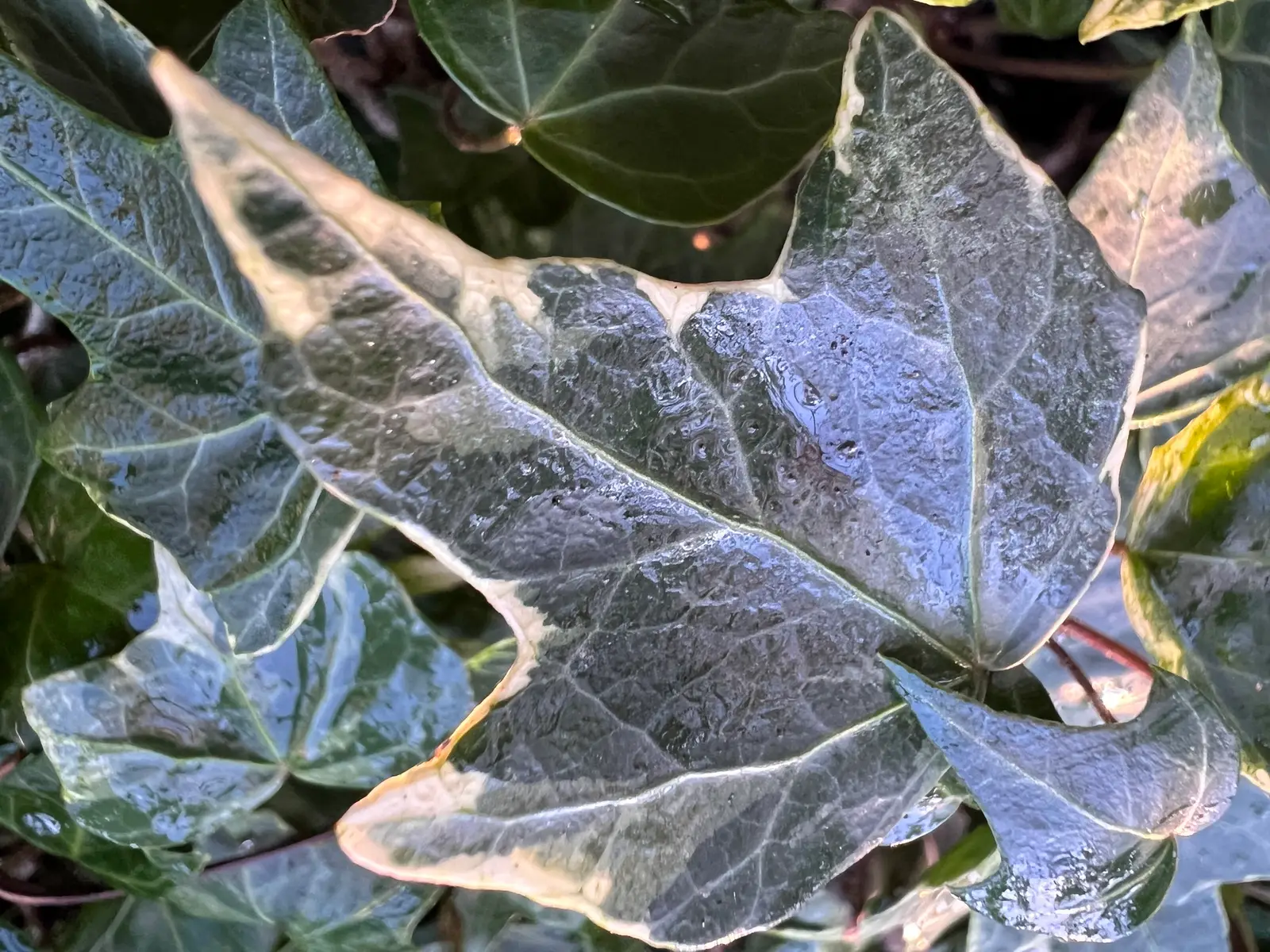 Hedera helix 'Harlequin'
