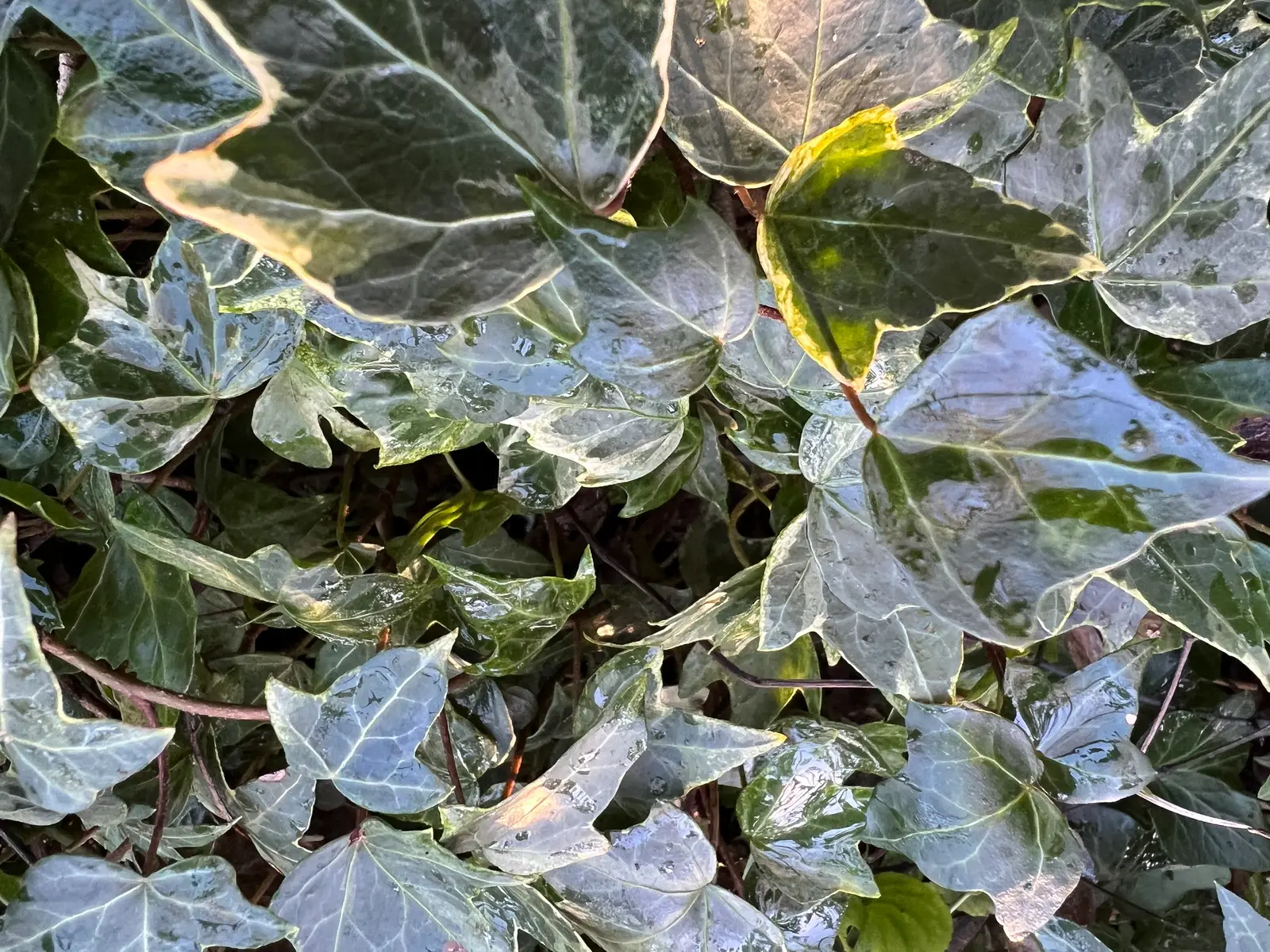 Hedera helix 'Harlequin'