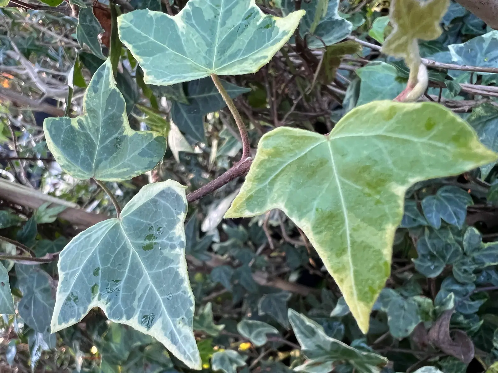 Hedera helix 'Harlequin'