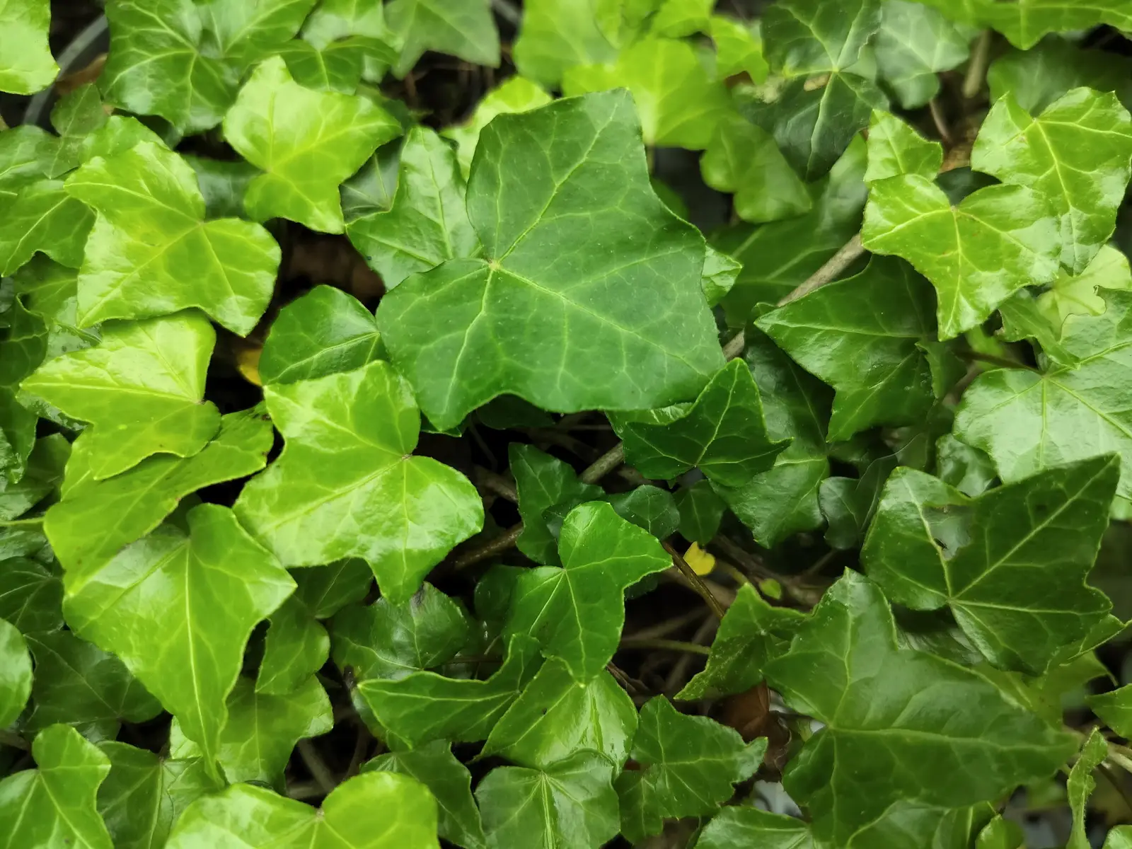 Hedera helix 'Morbihan'