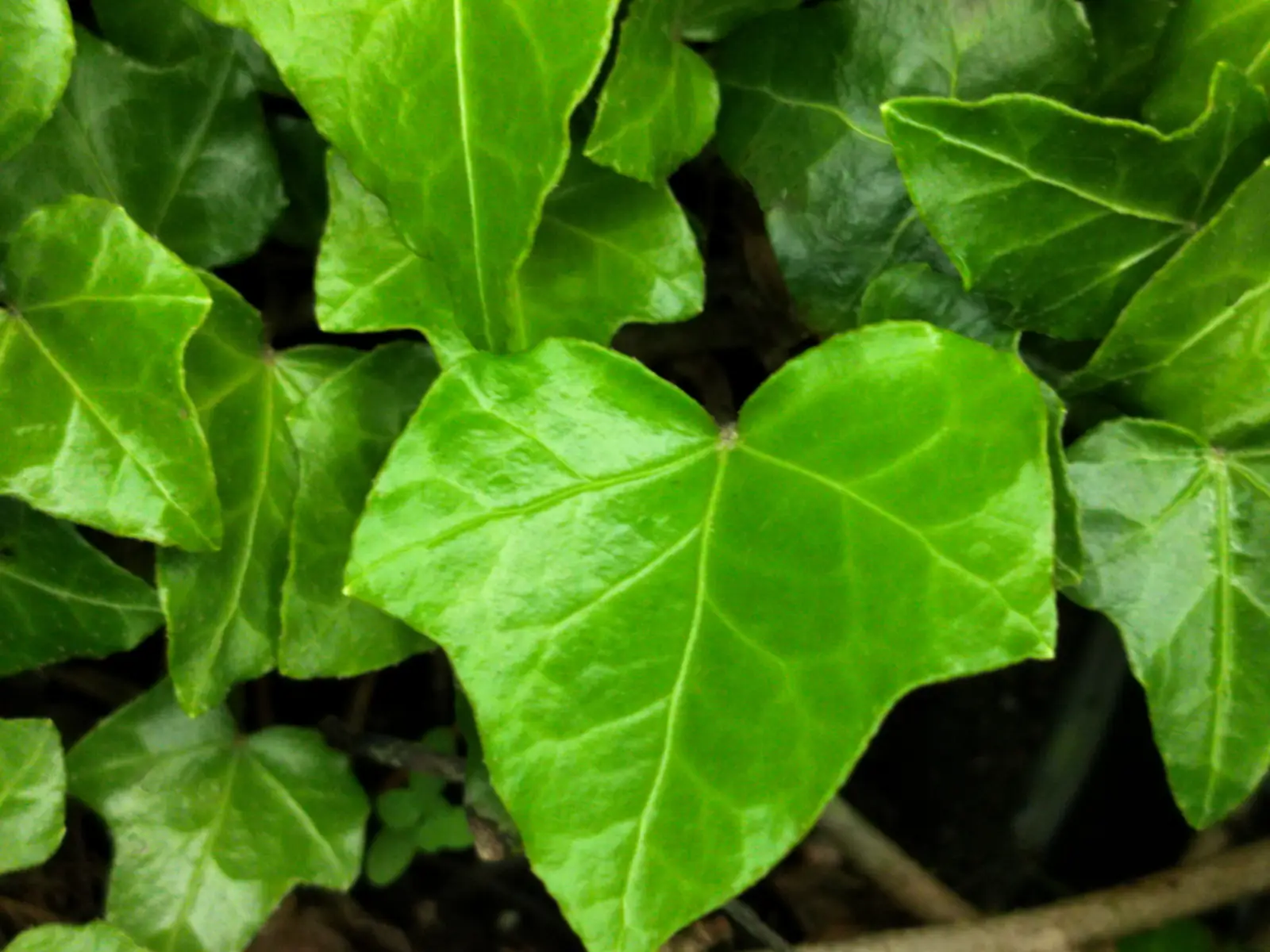 Hedera helix 'Morbihan'