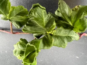 <em>Hedera helix</em> ‘Nico’ – lierre d’ornement