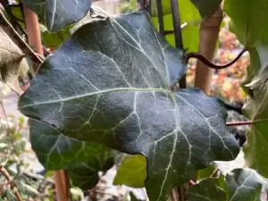 <em>Hedera helix</em> &lsquo;Plattensee&rsquo; – lierre d&rsquo;ornement