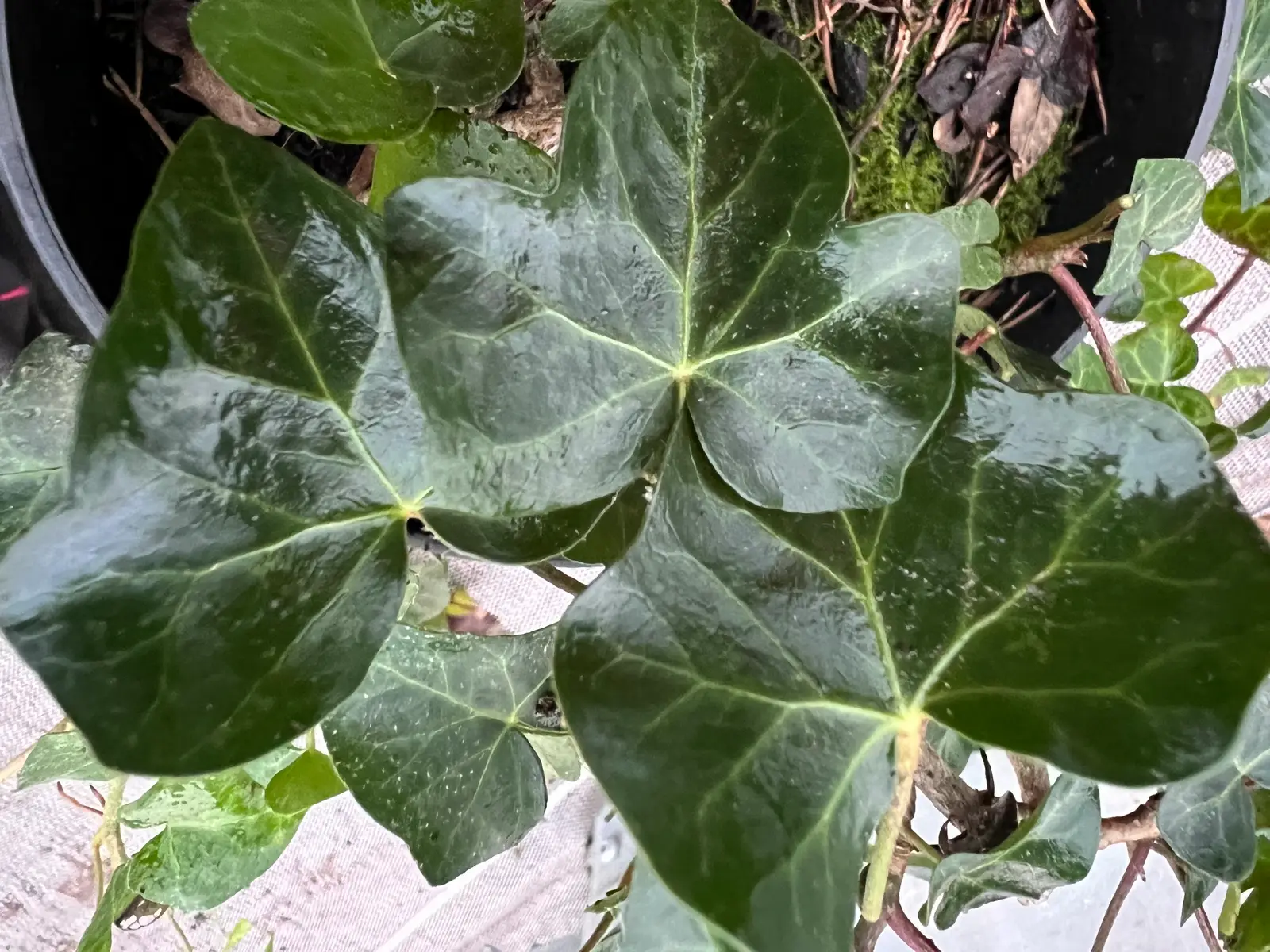 Hedera helix 'Saint-Vaast'
